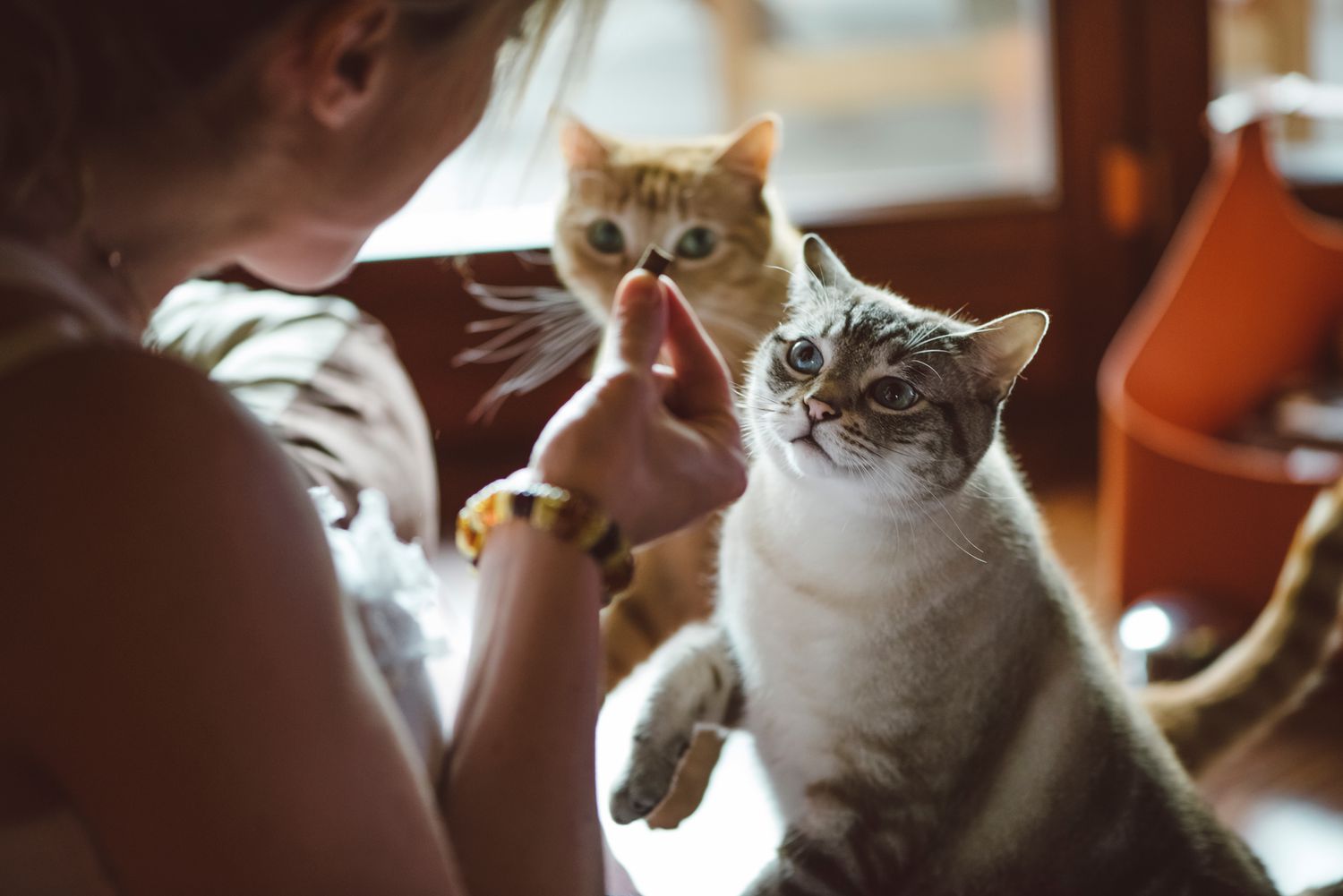 CBD For Cats, Everything You Need To Know
