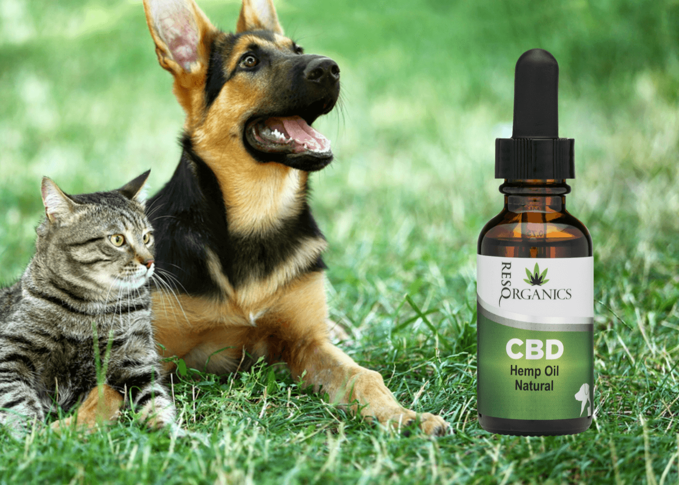 CBD and Pets: What’s the hype all about?