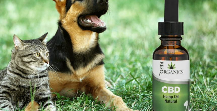 CBD and Pets: What’s the hype all about?